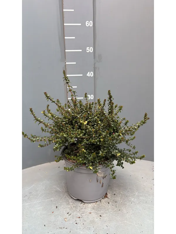 Lonicera nitida 18 V. 18 cm - Riviera Quality Societa' Agricola Cooperativa