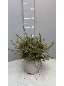 Lonicera nitida 18 V. 18 cm - Riviera Quality Societa' Agricola Cooperativa