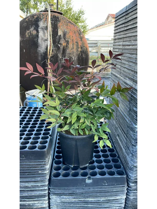 Nandina domestica 18 V. 18 cm - Riviera Quality Societa' Agricola Cooperativa