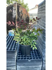 Nandina domestica 18 V. 18 cm - Riviera Quality Societa' Agricola Cooperativa