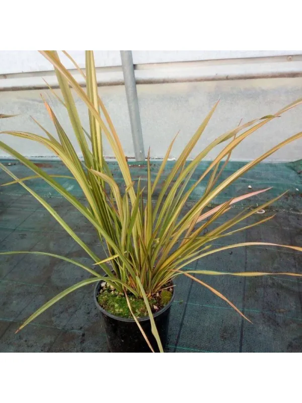 Phormium mix 30 V. 30 cm - Riviera Quality Societa' Agricola Cooperativa