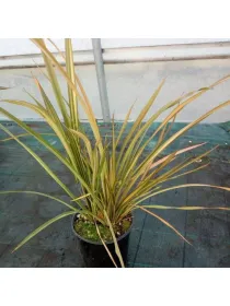 Phormium mix 30 V. 30 cm - Riviera Quality Societa' Agricola Cooperativa