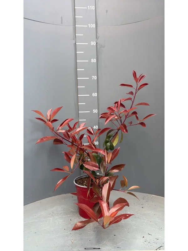 Photinia red robin 18 V. 18 cm - Riviera Quality Societa' Agricola Cooperativa