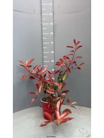 Photinia red robin 18 V. 18 cm - Riviera Quality Societa' Agricola Cooperativa