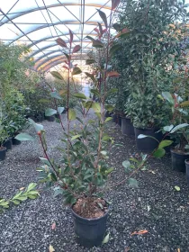 Photinia red robin v.25 V. 24 cm - Riviera Quality Societa' Agricola Cooperativa