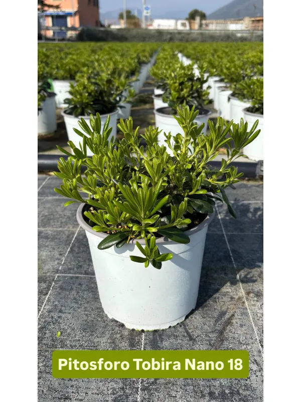 Pitosforo tobira nanum18 V. 18 cm - Riviera Quality Societa' Agricola Cooperativa