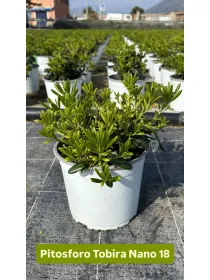 Pitosforo tobira nanum18 V. 18 cm - Riviera Quality Societa' Agricola Cooperativa