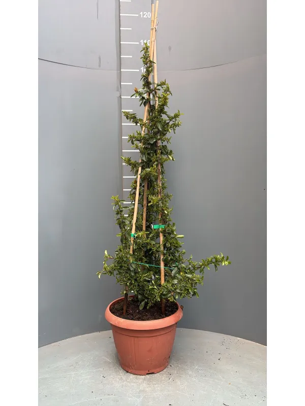 Pyracantha 25 V. 25 cm - Riviera Quality Societa' Agricola Cooperativa