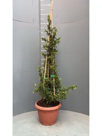 Pyracantha 25 V. 25 cm - Riviera Quality Societa' Agricola Cooperativa