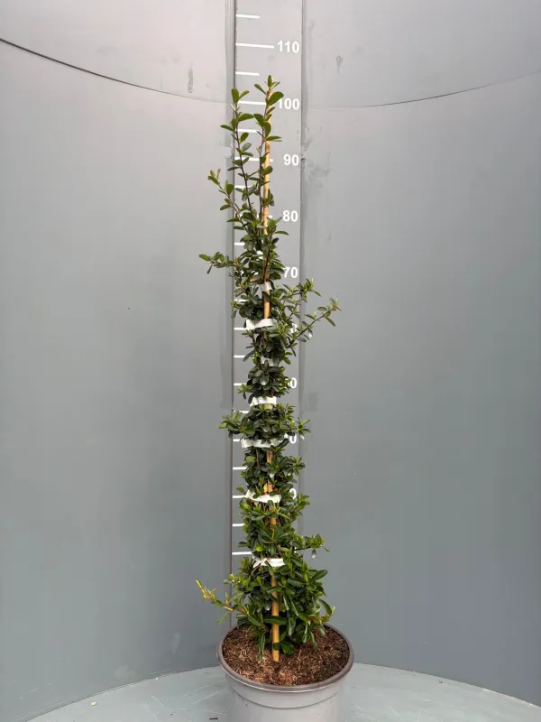 Pyrancantha 18 V. 18 cm - Riviera Quality Societa' Agricola Cooperativa