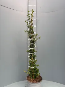 Pyrancantha 18 V. 18 cm - Riviera Quality Societa' Agricola Cooperativa