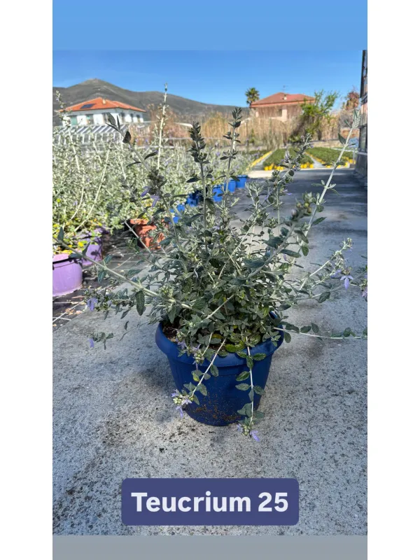 Teucrium 25 V. 24 cm - Riviera Quality Societa' Agricola Cooperativa