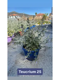Teucrium 25 V. 24 cm - Riviera Quality Societa' Agricola Cooperativa