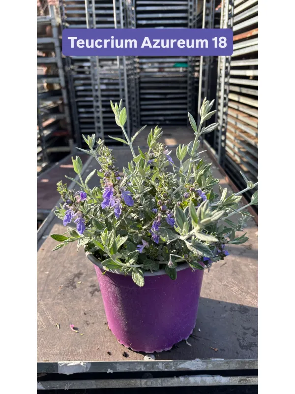 Teucrium azureum 18 V. 18 cm - Riviera Quality Societa' Agricola Cooperativa