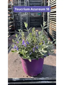 Teucrium azureum 18 V. 18 cm - Riviera Quality Societa' Agricola Cooperativa