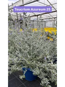 Teucrium azureum 25 V. 25 cm - Riviera Quality Societa' Agricola Cooperativa