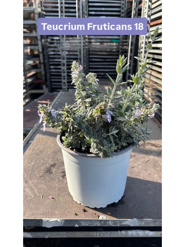 Teucrium fruticans 18 V. 18 cm - Riviera Quality Societa' Agricola Cooperativa