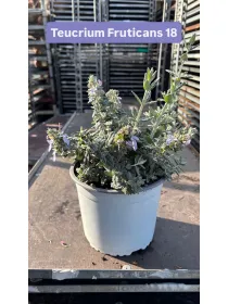 Teucrium fruticans 18 V. 18 cm - Riviera Quality Societa' Agricola Cooperativa