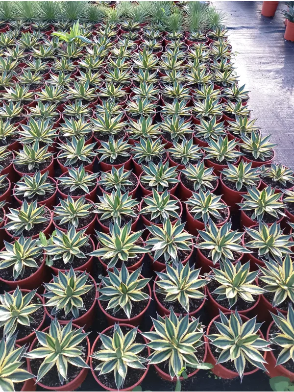 Agave 17 V. 17 cm - Riviera Quality Societa' Agricola Cooperativa