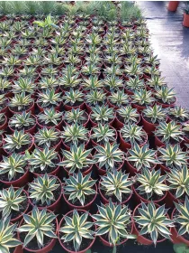 Agave 17 V. 17 cm - Riviera Quality Societa' Agricola Cooperativa