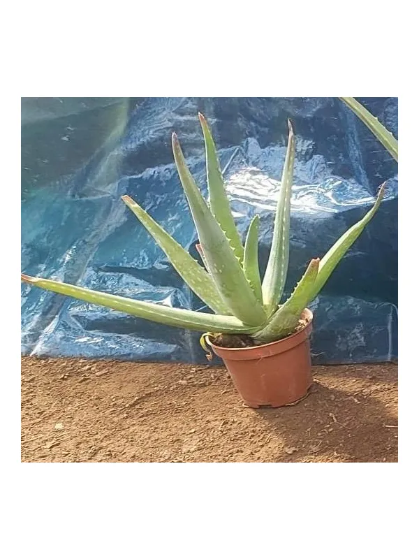 Aloe 10 V. 10 cm - Riviera Quality Societa' Agricola Cooperativa