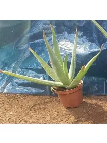 Aloe 10 V. 10 cm - Riviera Quality Societa' Agricola Cooperativa