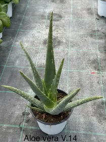 Aloe 14 V. 14 cm - Riviera Quality Societa' Agricola Cooperativa