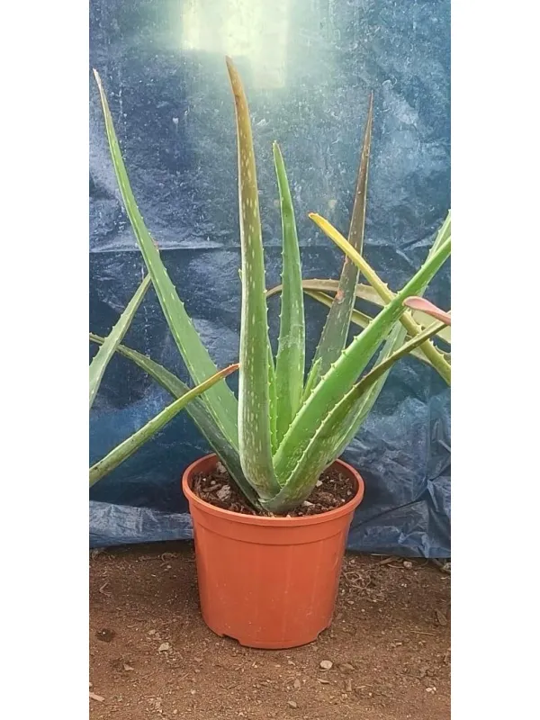 Aloe 18 V. 18 cm - Riviera Quality Societa' Agricola Cooperativa