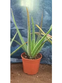 Aloe 18 V. 18 cm - Riviera Quality Societa' Agricola Cooperativa