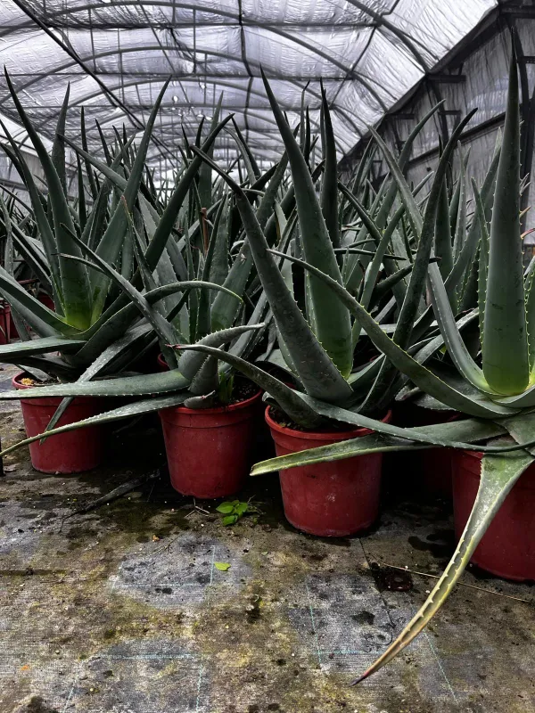 Aloe 24 V. 24 cm - Riviera Quality Societa' Agricola Cooperativa