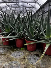 Aloe 24 V. 24 cm - Riviera Quality Societa' Agricola Cooperativa