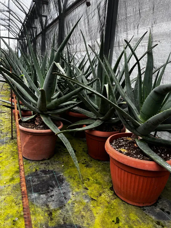 Aloe 35 h. 80/100 V. 35 cm - Riviera Quality Societa' Agricola Cooperativa