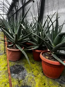 Aloe 35 h. 80/100 V. 35 cm - Riviera Quality Societa' Agricola Cooperativa
