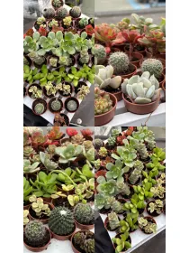 Cactaceae 3½ V. 3,5 cm - Riviera Quality Societa' Agricola Cooperativa