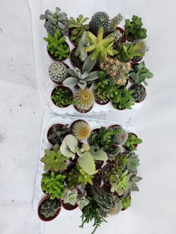 Cactaceae 5½ V. 5,5 cm - Riviera Quality Societa' Agricola Cooperativa