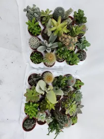 Cactaceae 5½ V. 5,5 cm - Riviera Quality Societa' Agricola Cooperativa