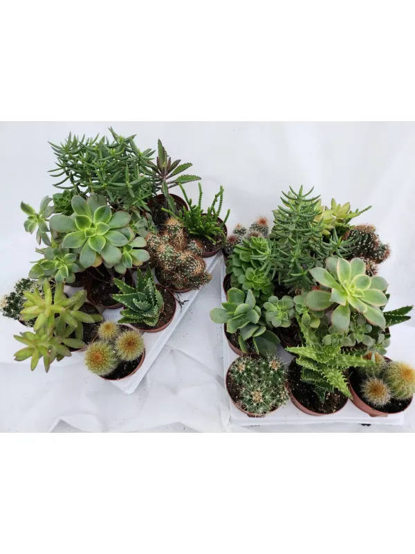 Cactaceae 7½ V. 7,5 cm - Riviera Quality Societa' Agricola Cooperativa