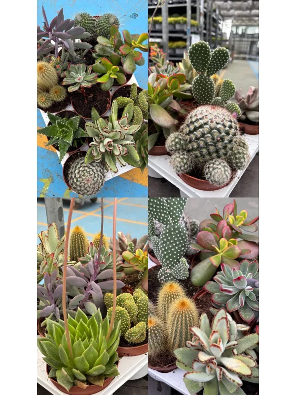 Cactaceae 10½ V. 10,5 cm - Riviera Quality Societa' Agricola Cooperativa