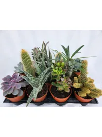 Cactaceae 12 V. 12 cm - Riviera Quality Societa' Agricola Cooperativa