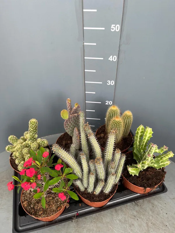 Cactaceae 15 V. 15 cm - Riviera Quality Societa' Agricola Cooperativa