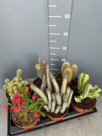 Cactaceae 15 V. 15 cm - Riviera Quality Societa' Agricola Cooperativa