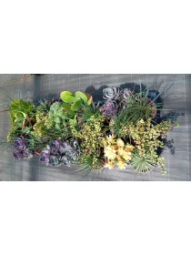 Cactaceae 17 V. 17 cm - Riviera Quality Societa' Agricola Cooperativa