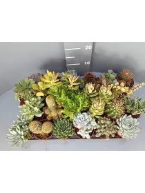 Cactaceae 8½ V. 8,5 cm - Riviera Quality Societa' Agricola Cooperativa