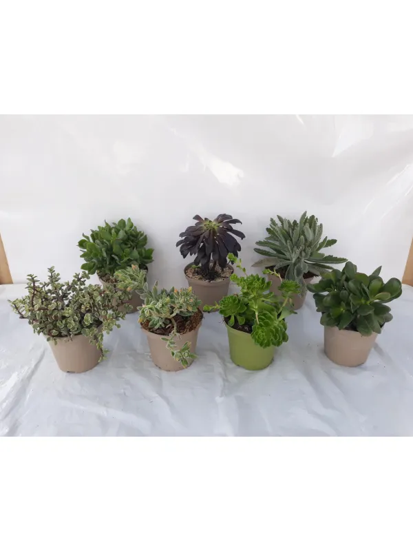 Crassula 14 V. 14 cm - Riviera Quality Societa' Agricola Cooperativa