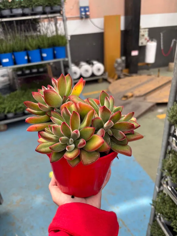 Echeveria setosa rossa 14 V. 14 cm - Riviera Quality Societa' Agricola Cooperativa