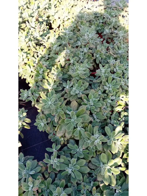 Echeverie 24 V. 24 cm - Riviera Quality Societa' Agricola Cooperativa