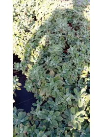 Echeverie 24 V. 24 cm - Riviera Quality Societa' Agricola Cooperativa