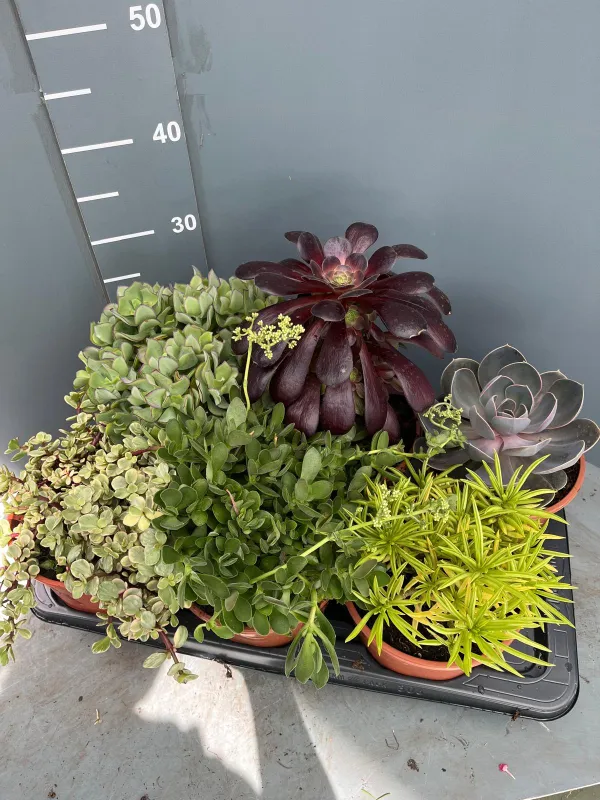 Echeverie mix 17 V. 17 cm - Riviera Quality Societa' Agricola Cooperativa