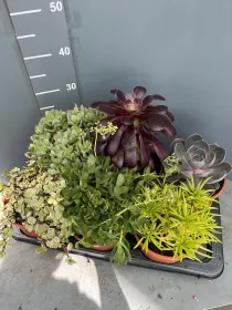 Echeverie mix 17 V. 17 cm - Riviera Quality Societa' Agricola Cooperativa