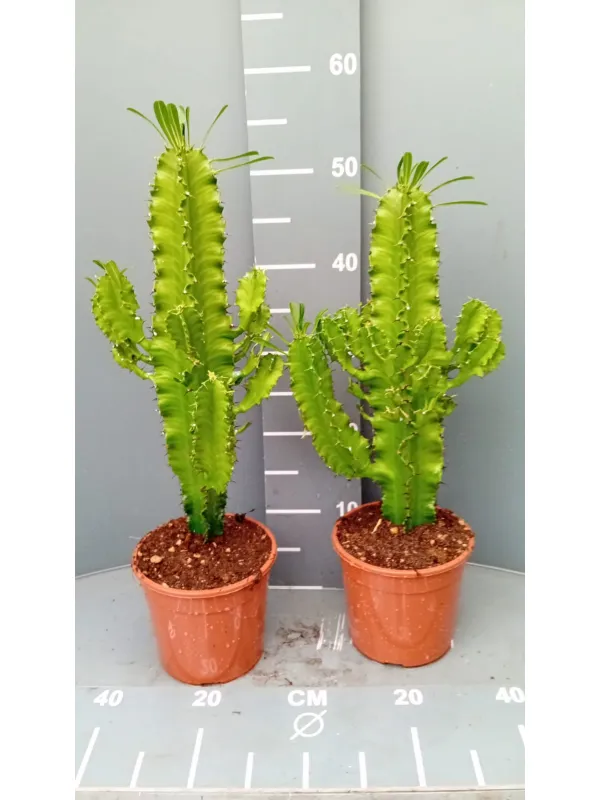 Euphorbia eritrea 15 h 50/60 V. 15 cm - Riviera Quality Societa' Agricola Cooperativa